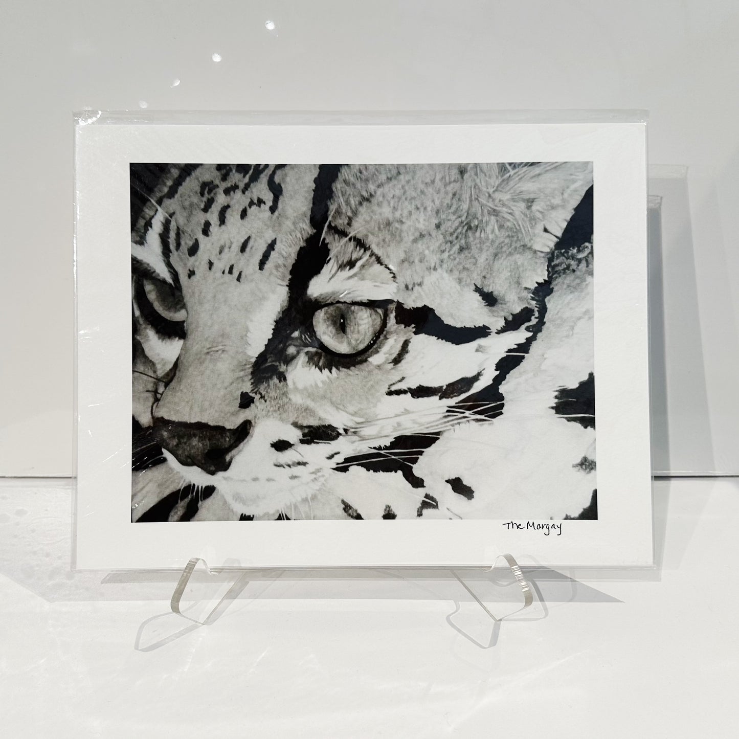 “The Margay” by Michelle Smith