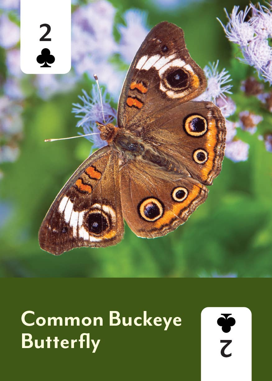 Pollinators of North America - Card Deck