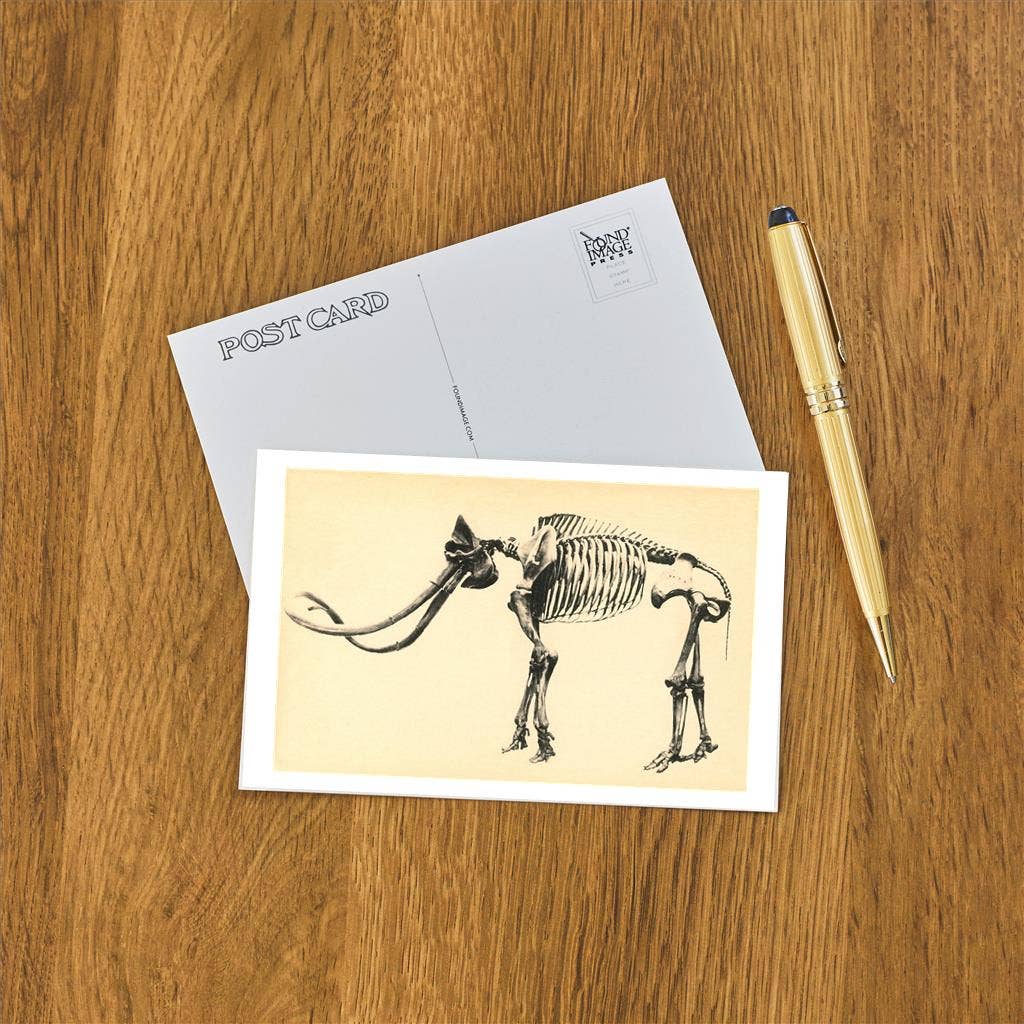 Mastodon Skeleton Postcard