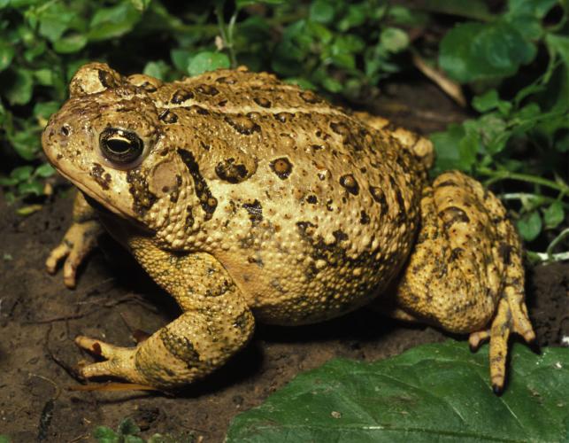 American Toad Sticker