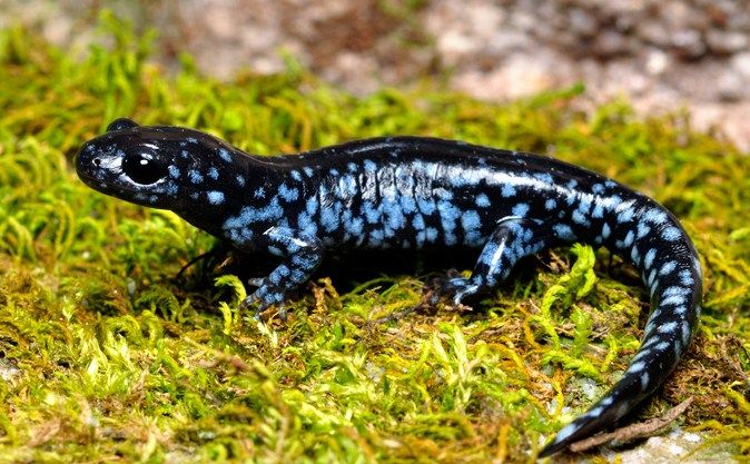 Blue-Spotted Salamander Sticker