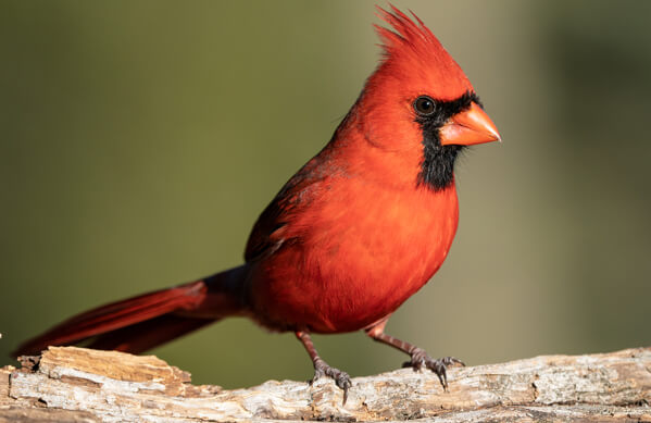 Cardinal Sticker
