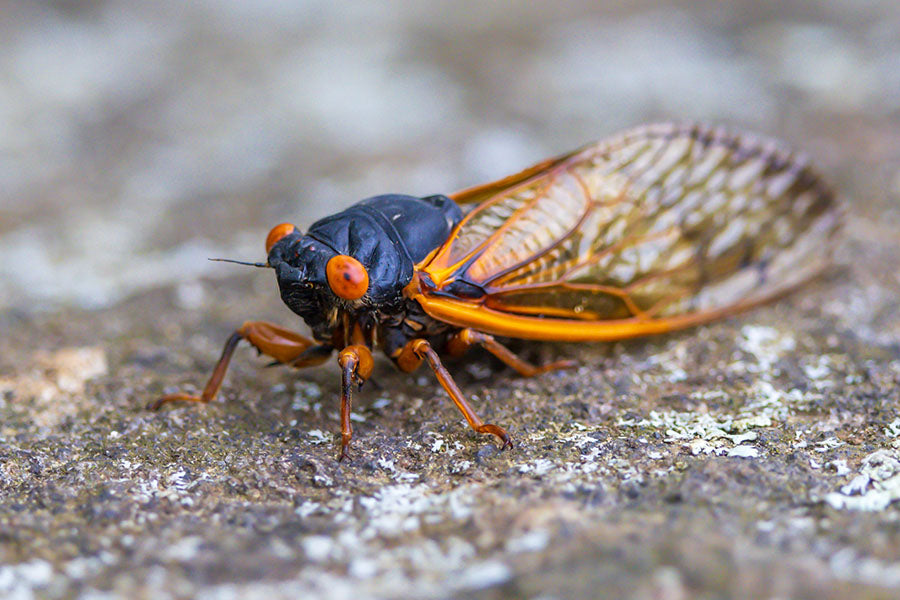 Cicada Sticker