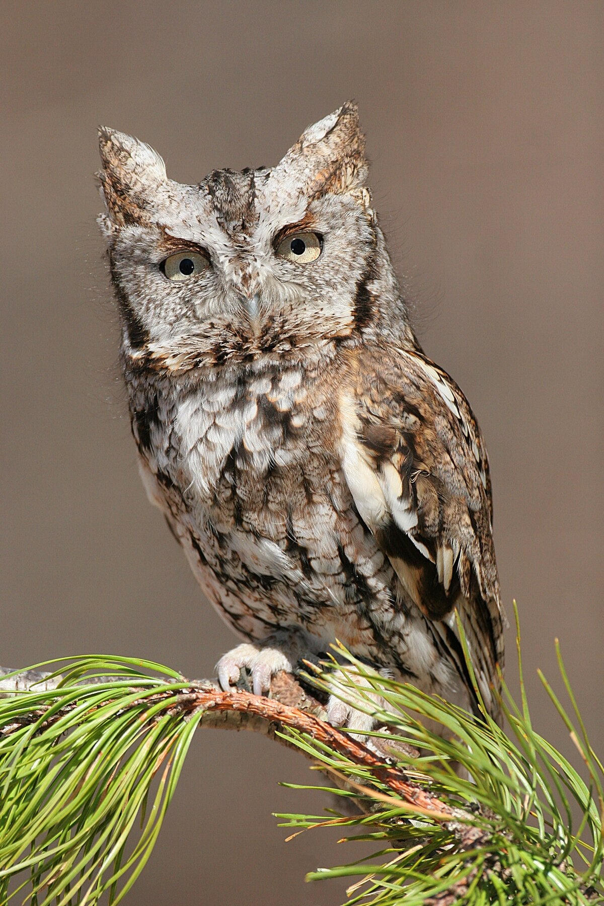 Eastern Screech Owl Sticker