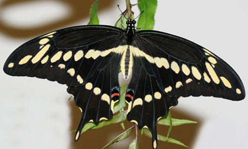 Giant Swallowtail Sticker