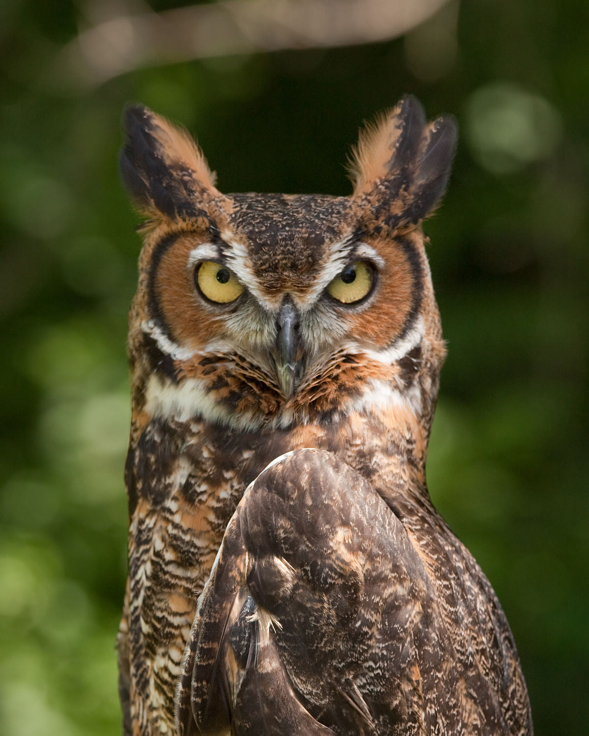 Great Horned Owl Sticker