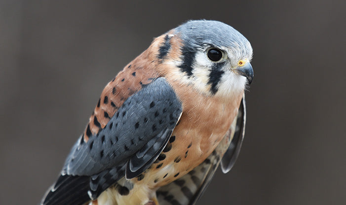 Kestrel Sticker