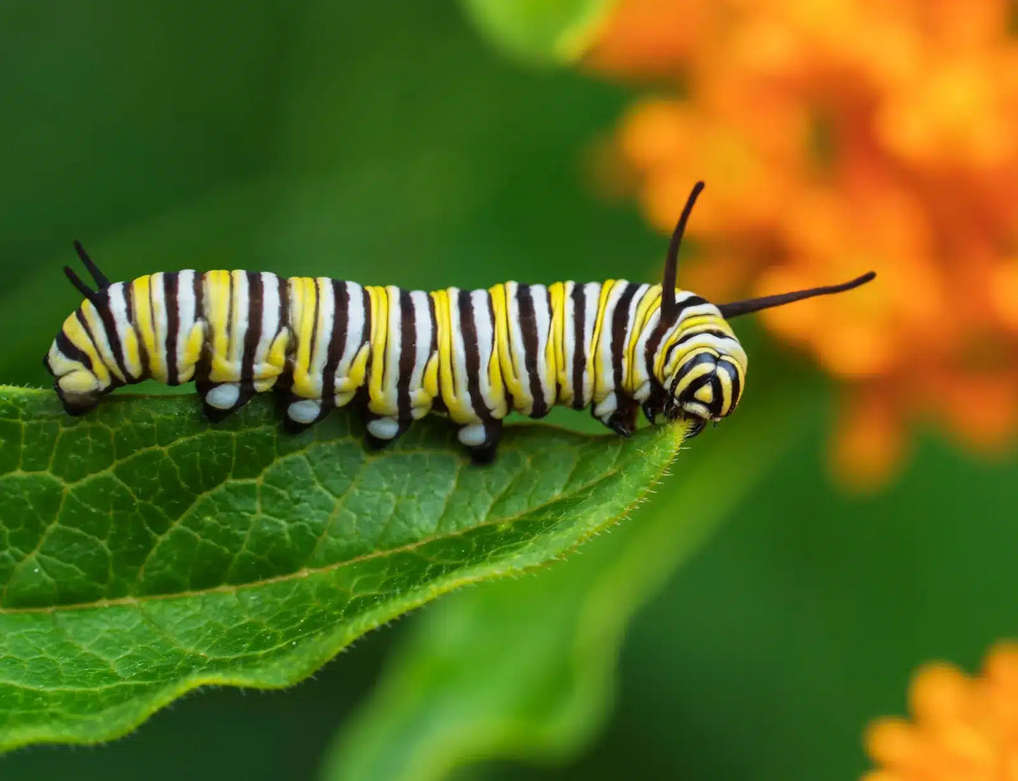 Monarch Caterpillar Sticker
