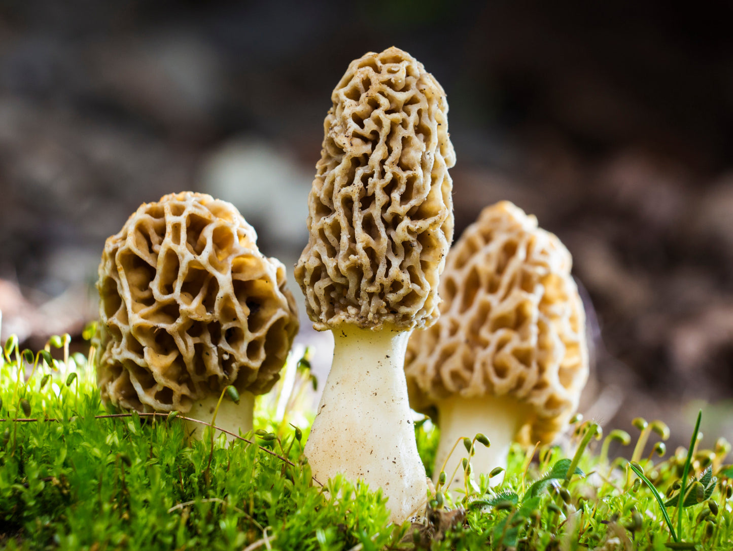 Morel Sticker