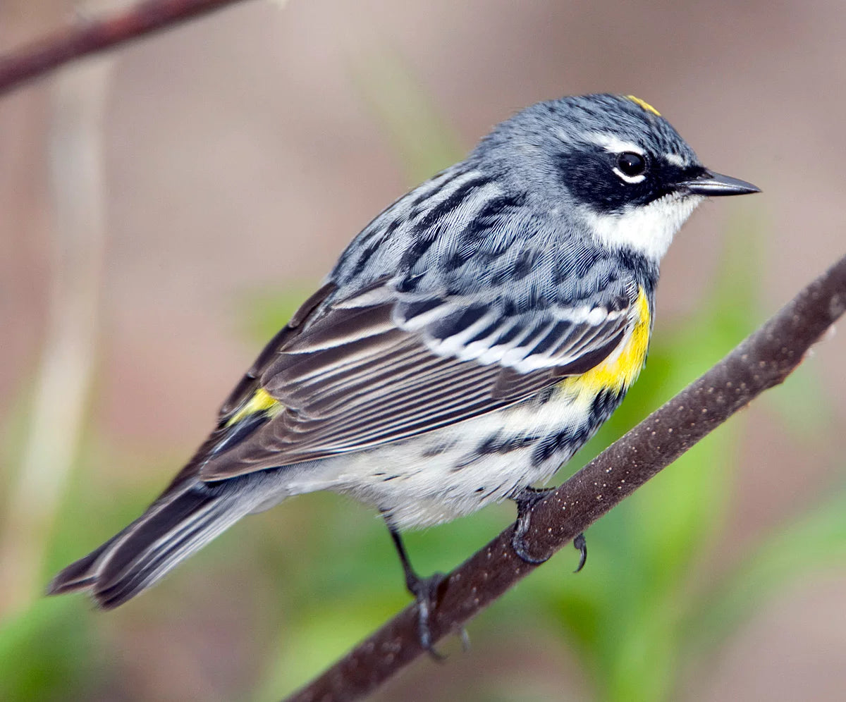 Myrtle Warbler Sticker