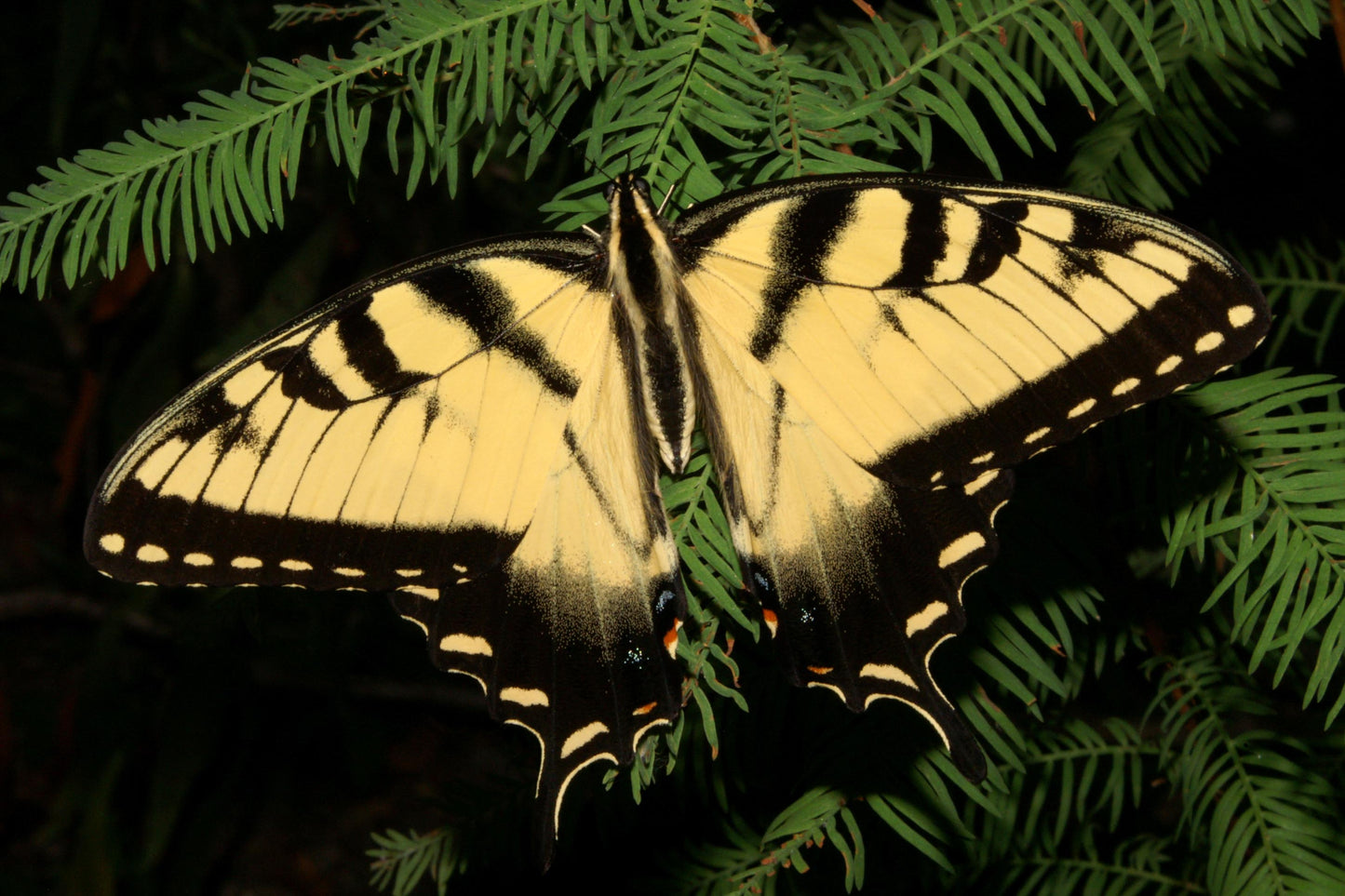 Tiger Swallowtail Sticker
