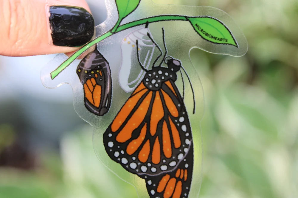 Emerging Monarch Sticker
