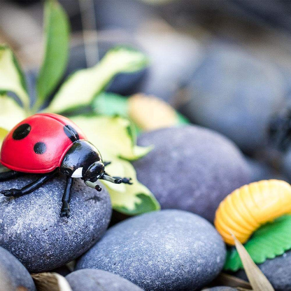 Image of the ladybug from the “Life Cycle of a Ladybug” set, siting on a rock.