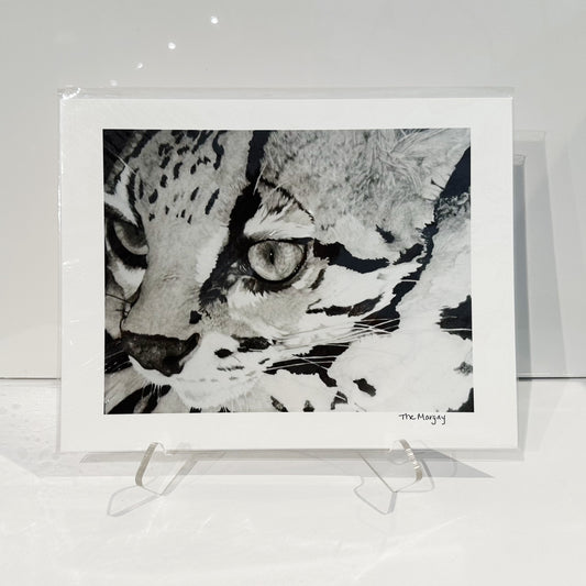 “The Margay” by Michelle Smith