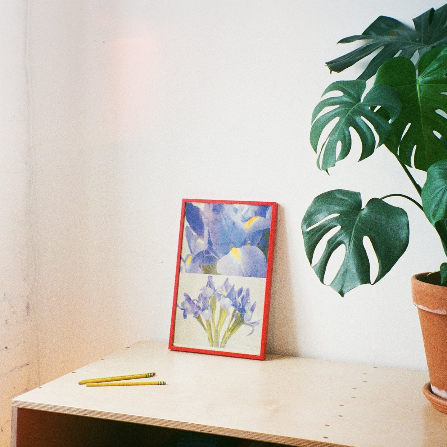 "Iris" Print by Sunroom