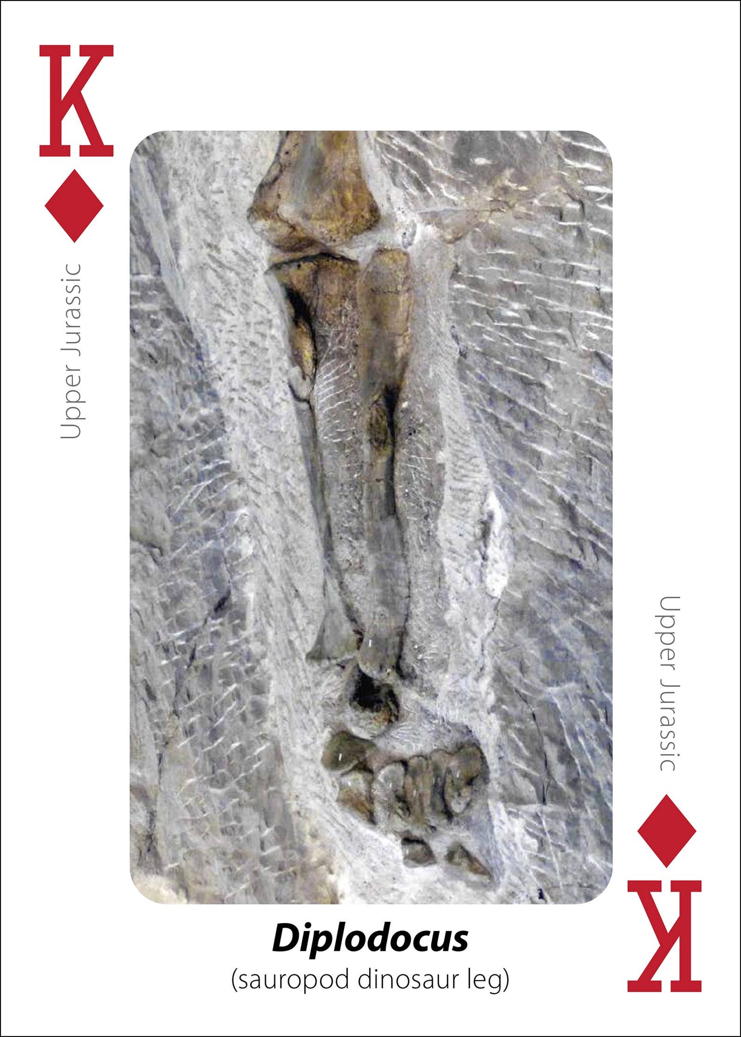 Fossils Playing Cards