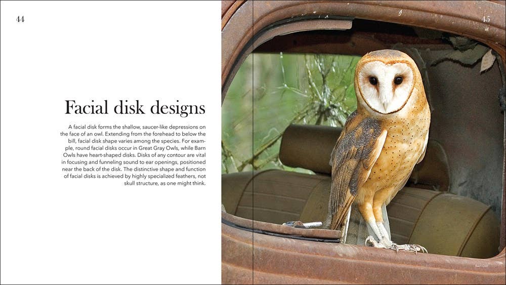 Owls: the Majestic Hunters