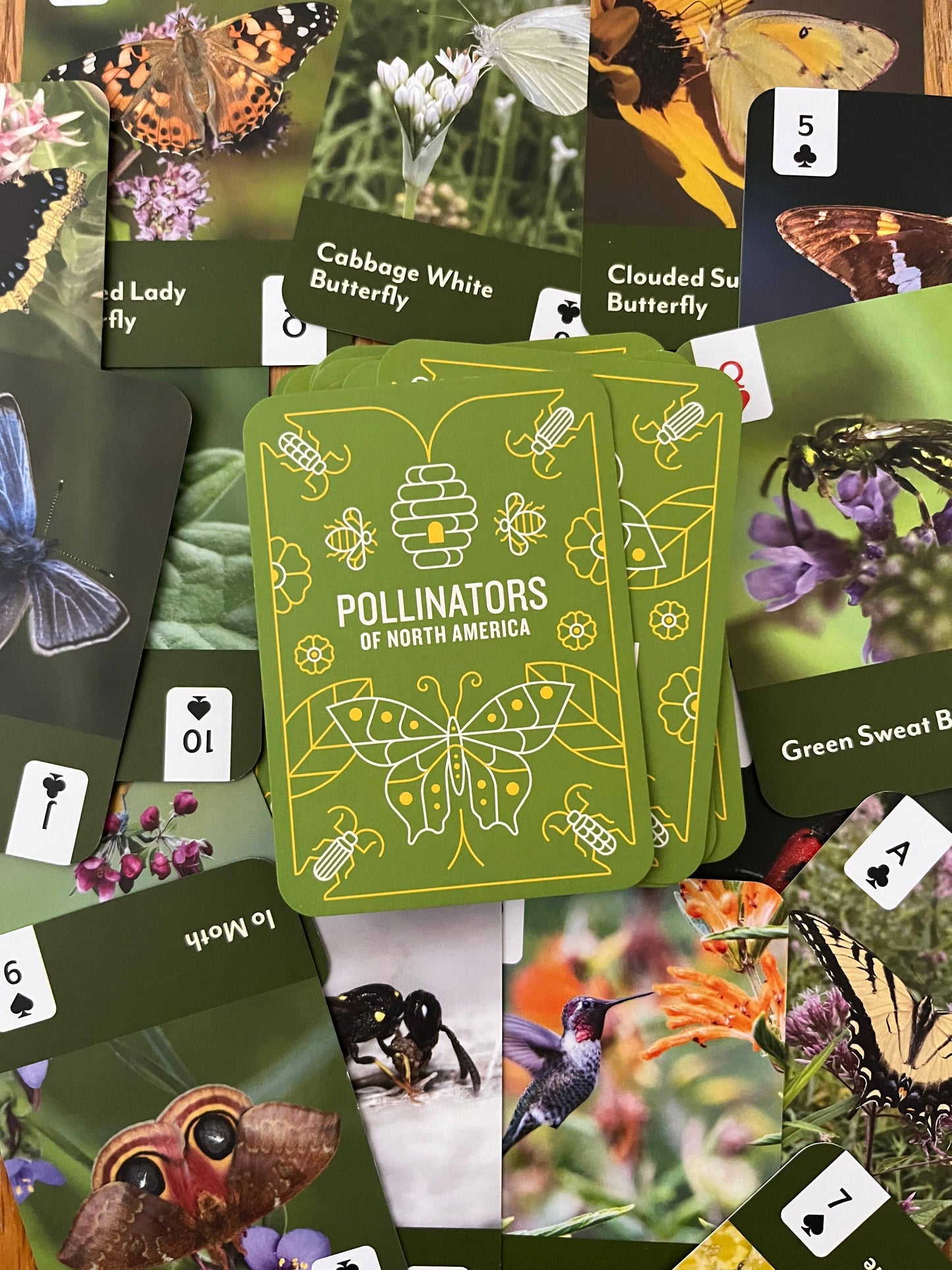 Pollinators of North America - Card Deck