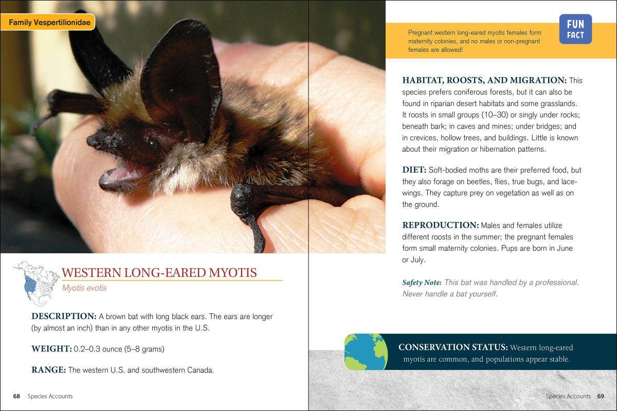 Bat Basics