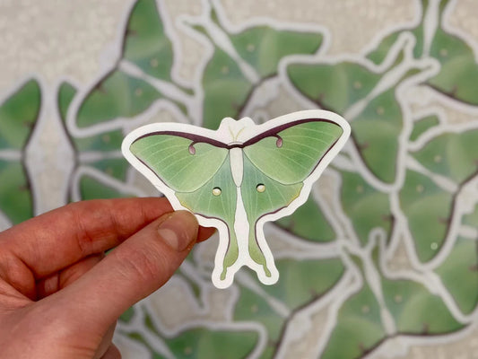 Hand holding a Luna moth sticker