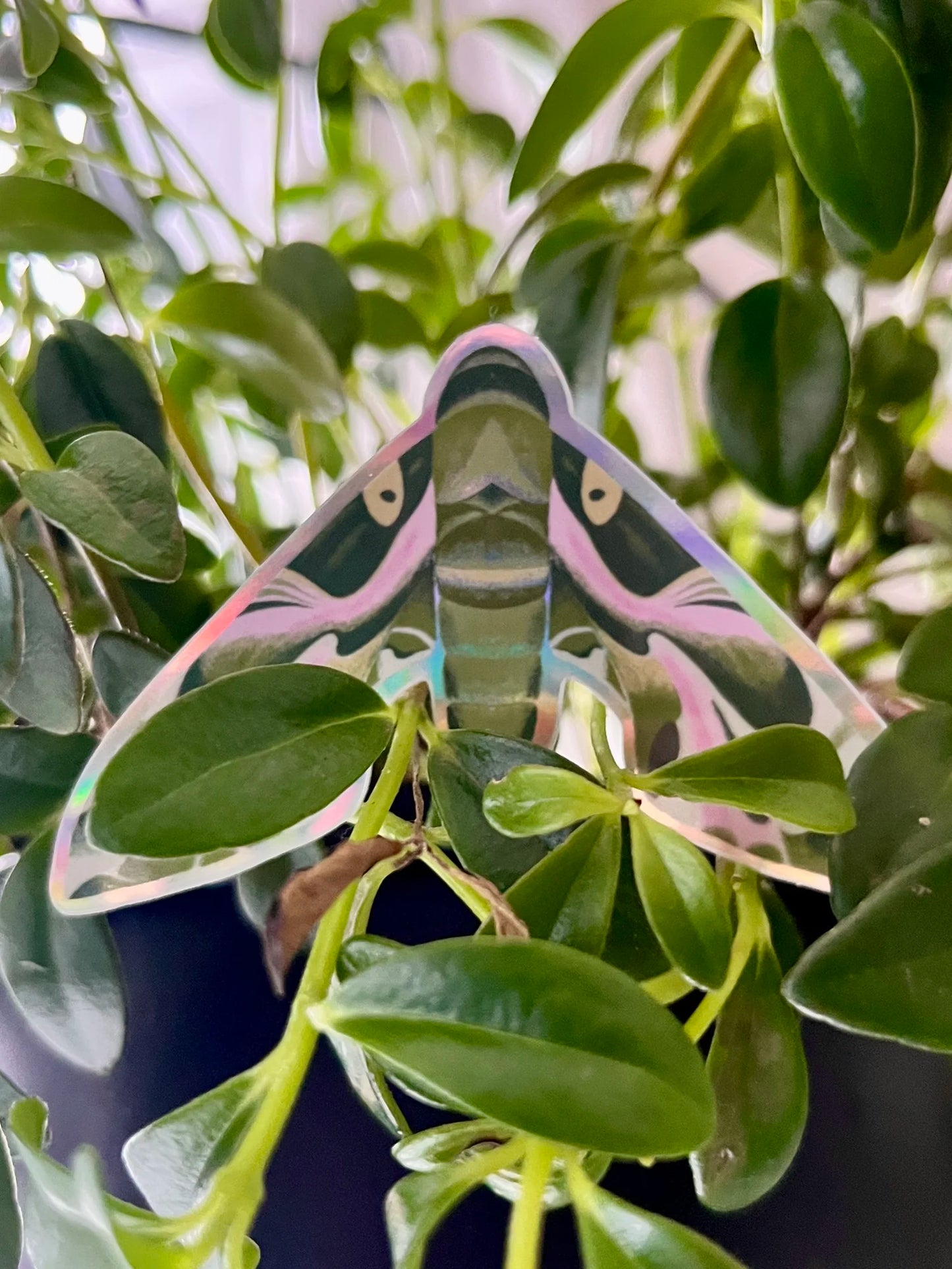 Pandora Sphinx Moth Sticker