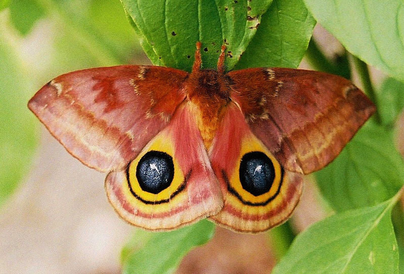 Io Moth Sticker