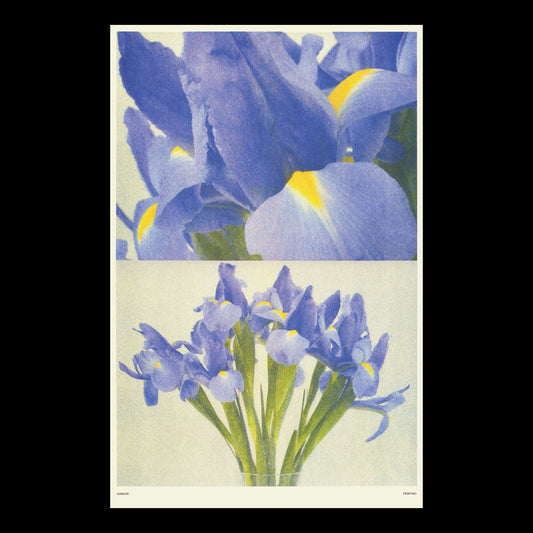 "Iris" Print by Sunroom