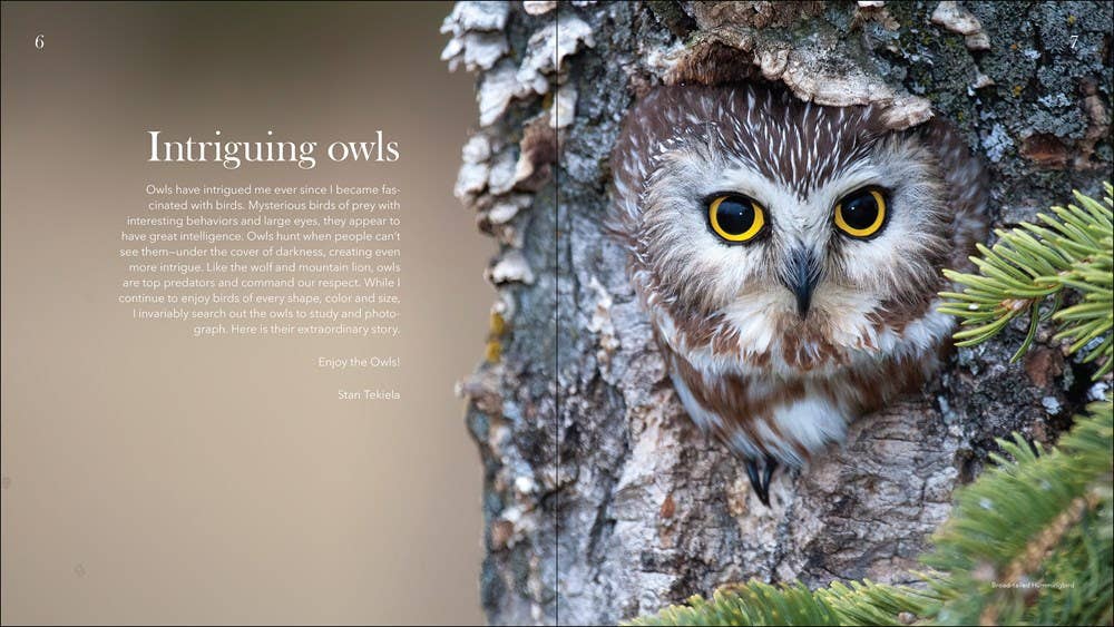Owls: the Majestic Hunters