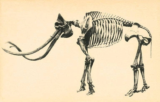 Mastodon Skeleton Postcard