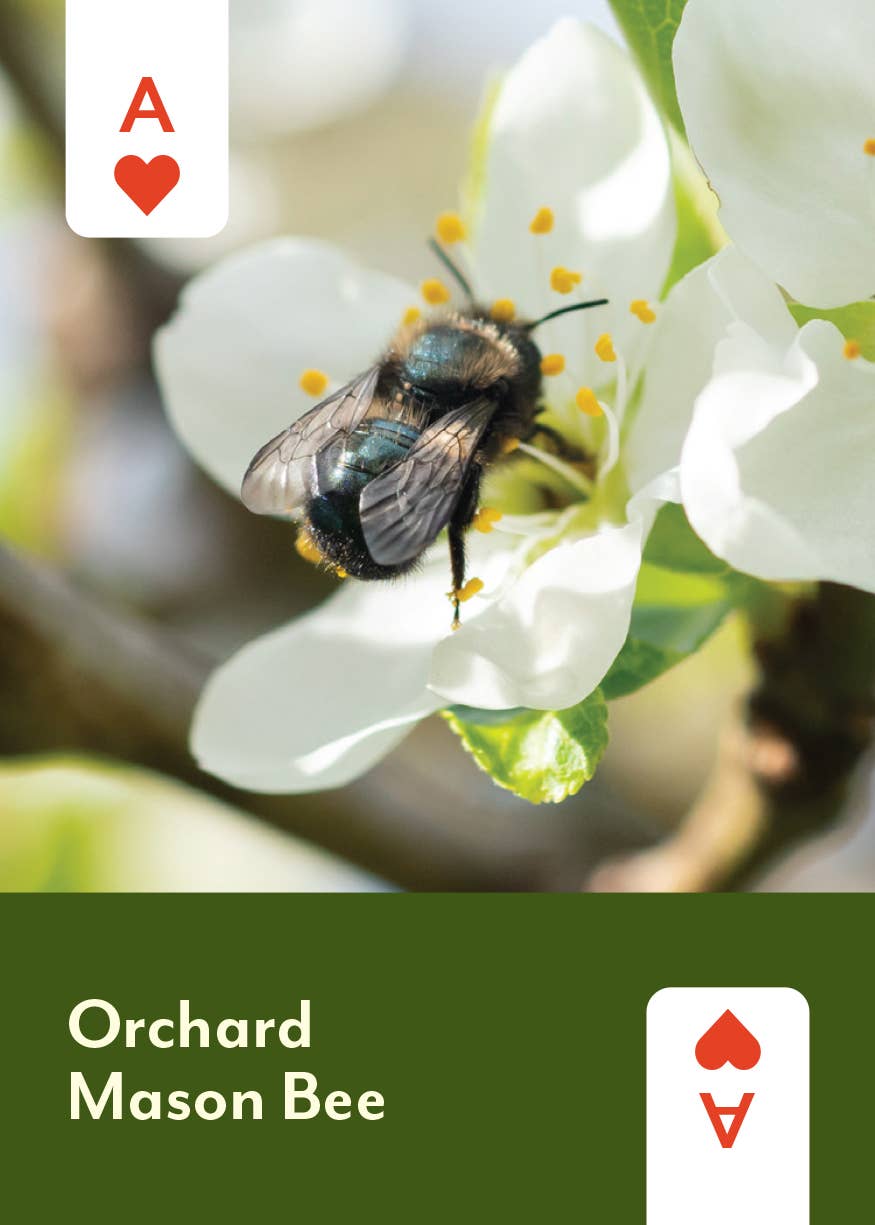 Pollinators of North America - Card Deck