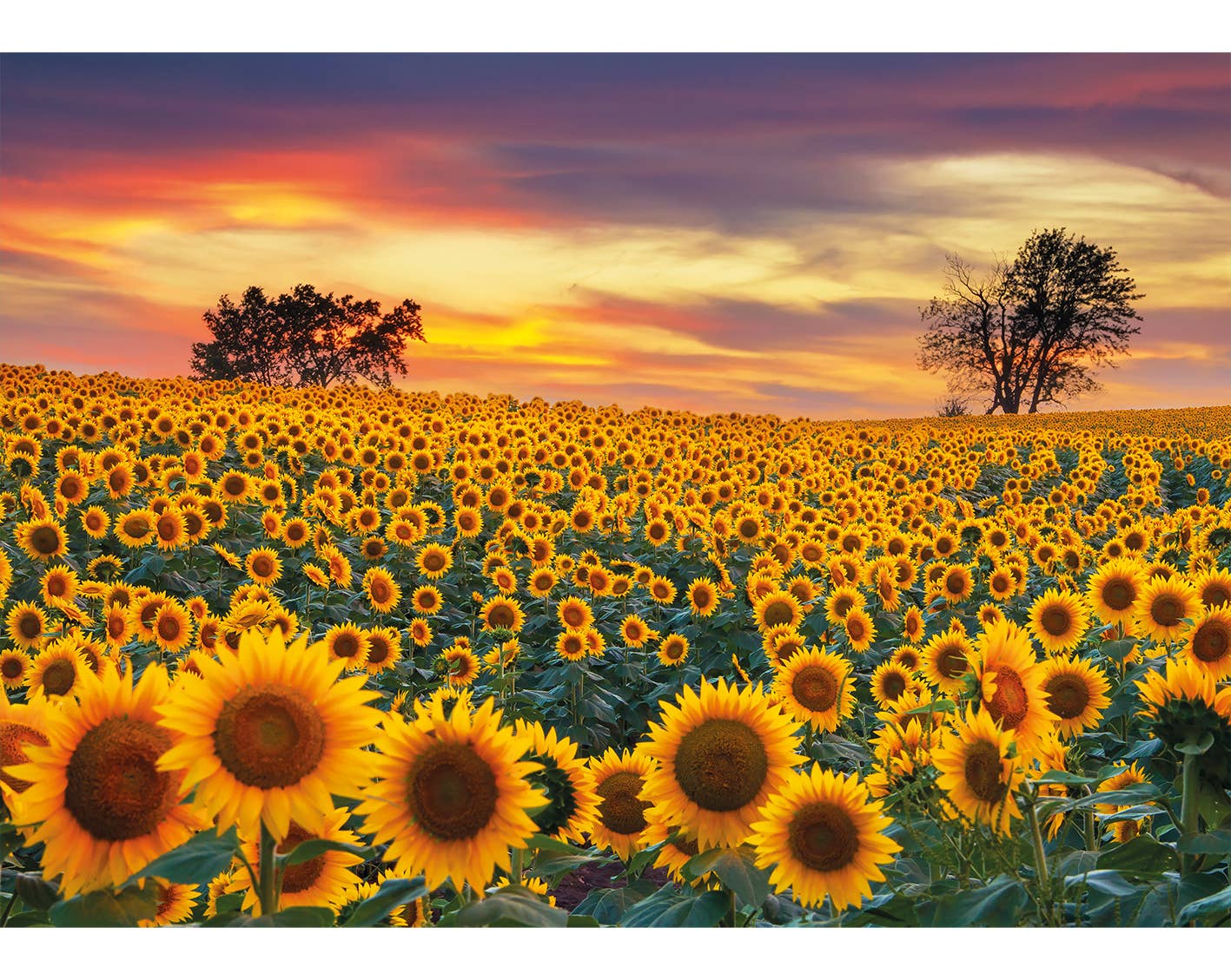 Sunflower Field 80 Piece Puzzle