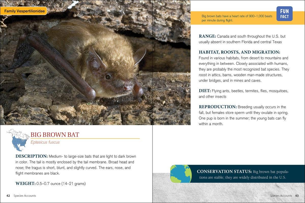 Bat Basics