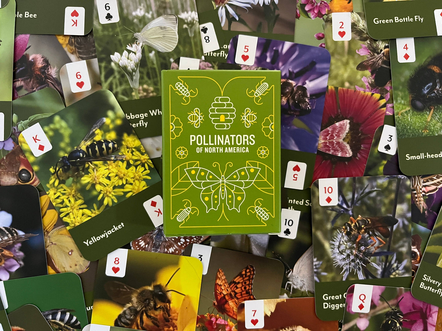 Pollinators of North America - Card Deck