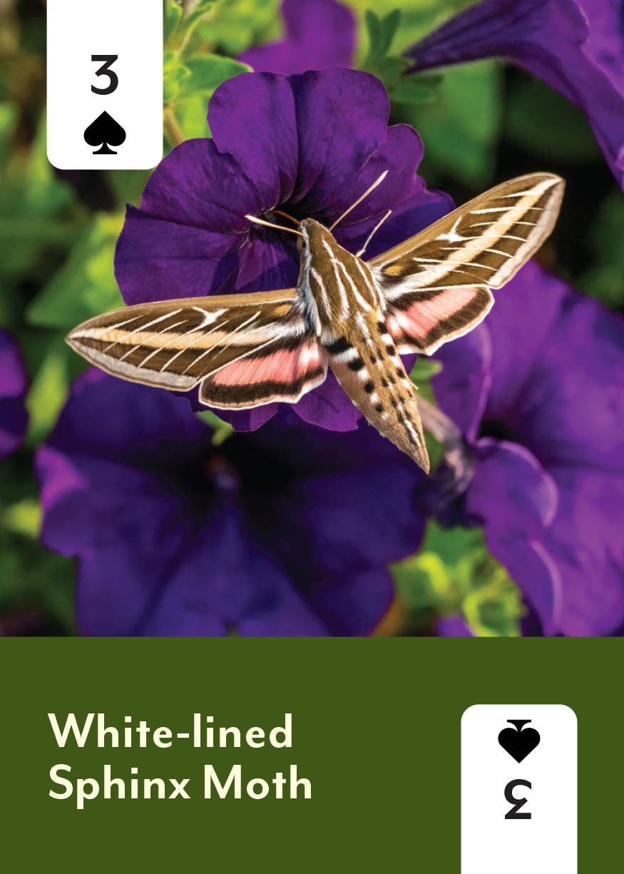 Pollinators of North America - Card Deck