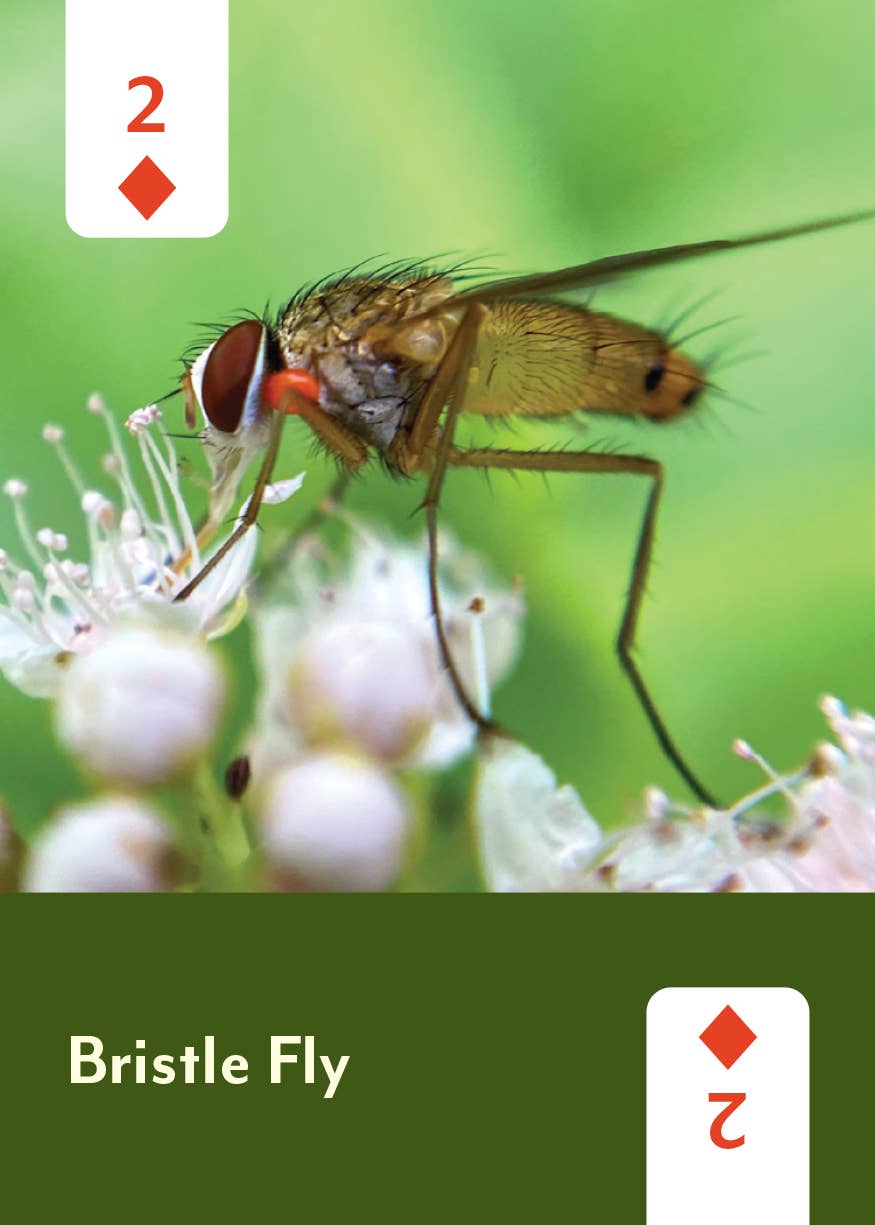 Pollinators of North America - Card Deck
