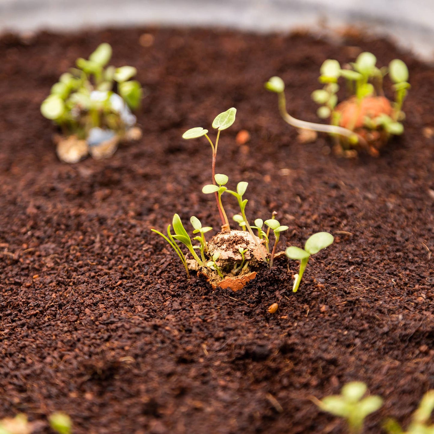 Close up of sprouting seeds in dirt.
