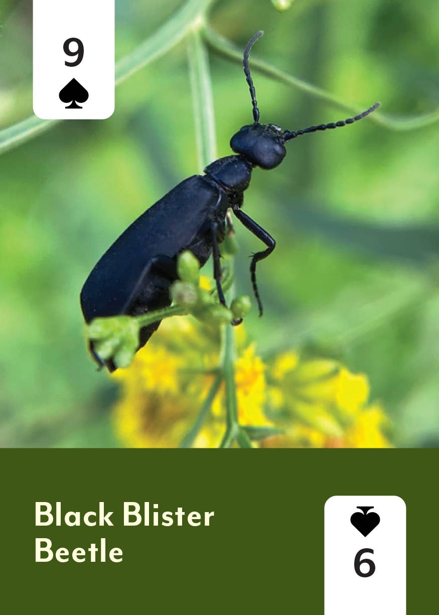 Pollinators of North America - Card Deck