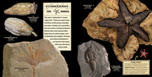 Load image into Gallery viewer, Images from the Echinoderms spread pages from “Silurian Journey”.
