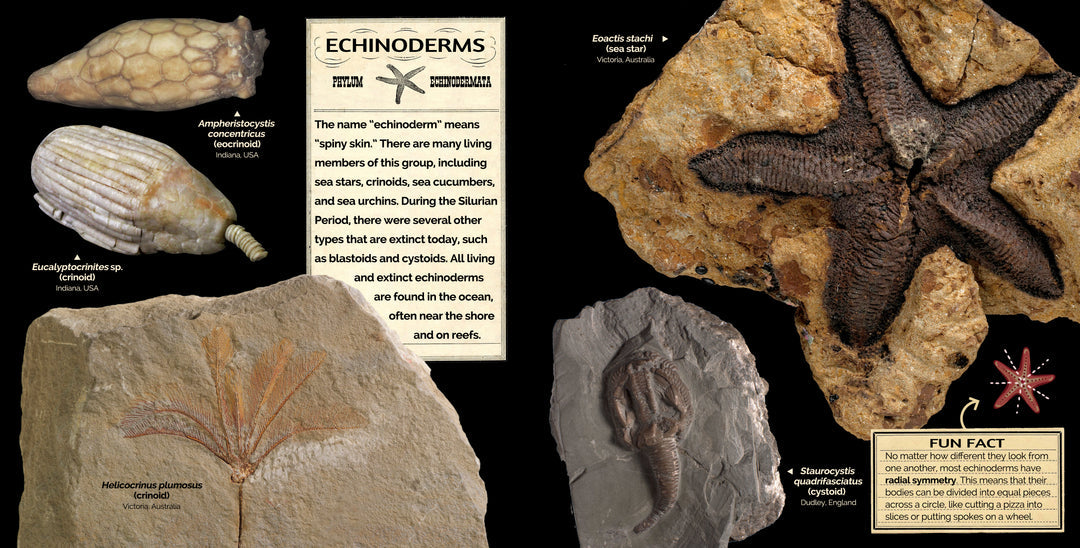 Images from the Echinoderms spread pages from “Silurian Journey”.