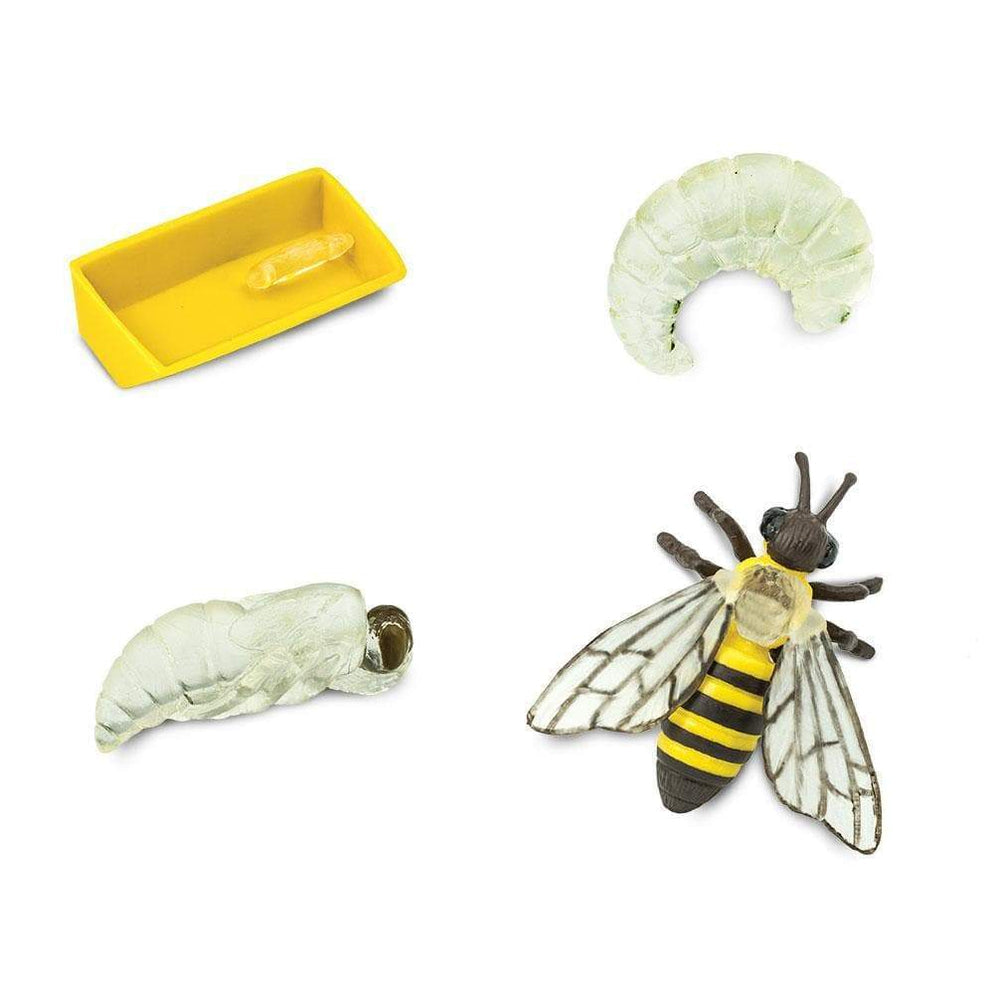 Image of the figures included in the “Life Cycle of a Honey Bee” figure set.