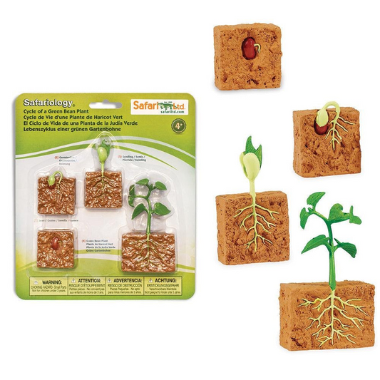 Image of “Life Cycle of a Green Bean Plant” in its packaging, next to the figures included in the set, on a white background.