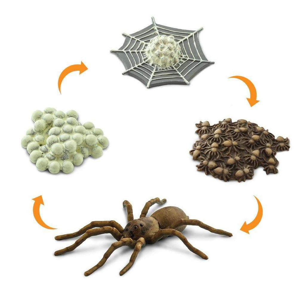 Photo of the figures included in the “Life Cycle of a Spider” set.