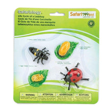 Load image into Gallery viewer, Photo of “Life Cycle of a Ladybug” in its retail packaging.

