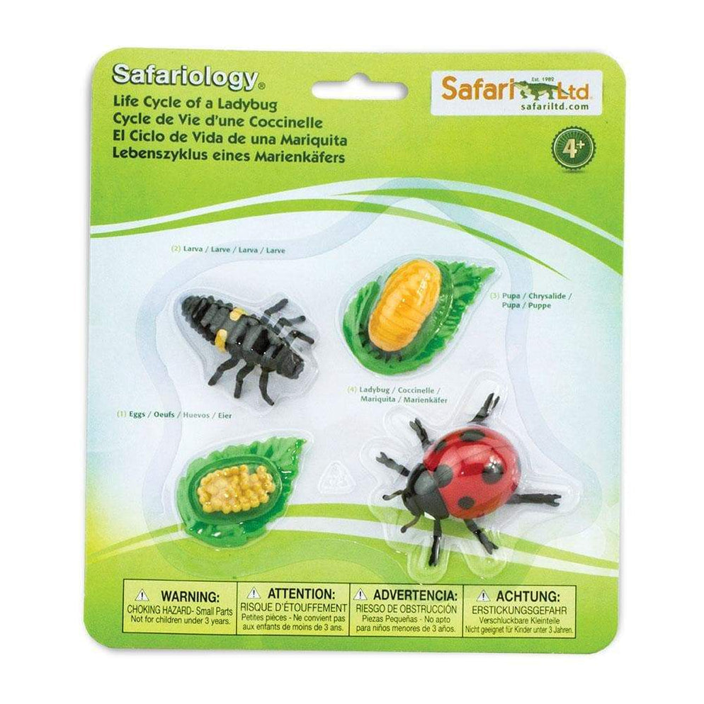 Photo of “Life Cycle of a Ladybug” in its retail packaging.