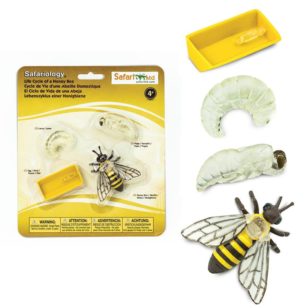 Photo of the “Life Cycle of a Honey Bee” figure set, next to the figures included, on a white background.