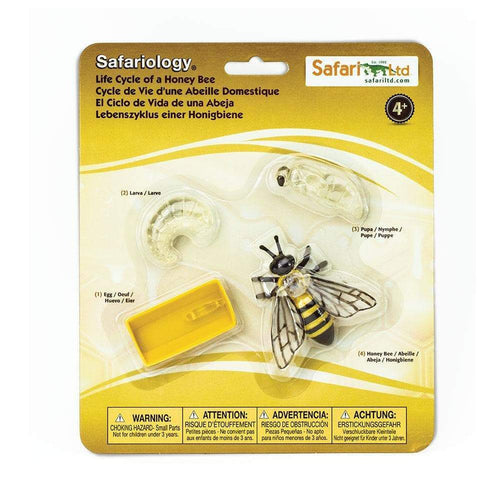 Image of the “Life Cycle of a Honey Bee” figure set, on a white background.