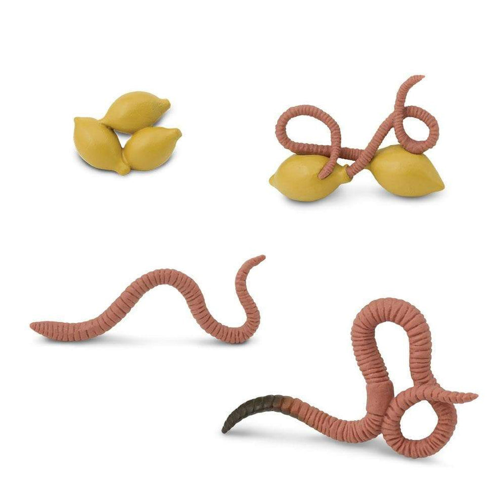 Photo of the figures included in the “Life Cycle of a Worm” set.